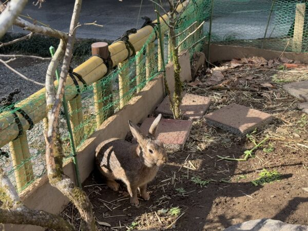 天岩戸神社のうさぎ