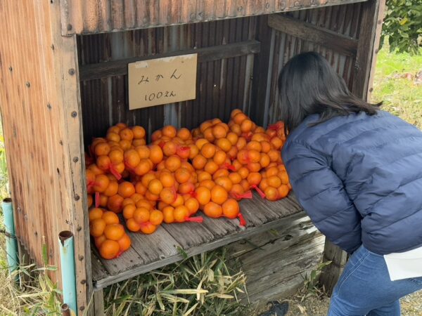 みかん直売所