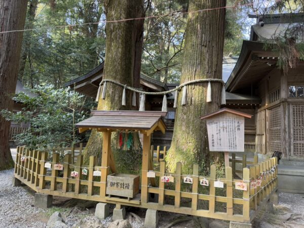 高千穂神社の夫婦杉